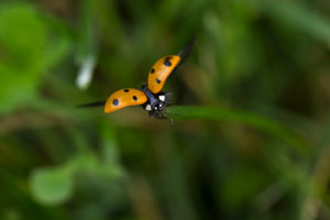 Ladybird spreads its wings, nature green background Ladybird spreads its wings, nature green background